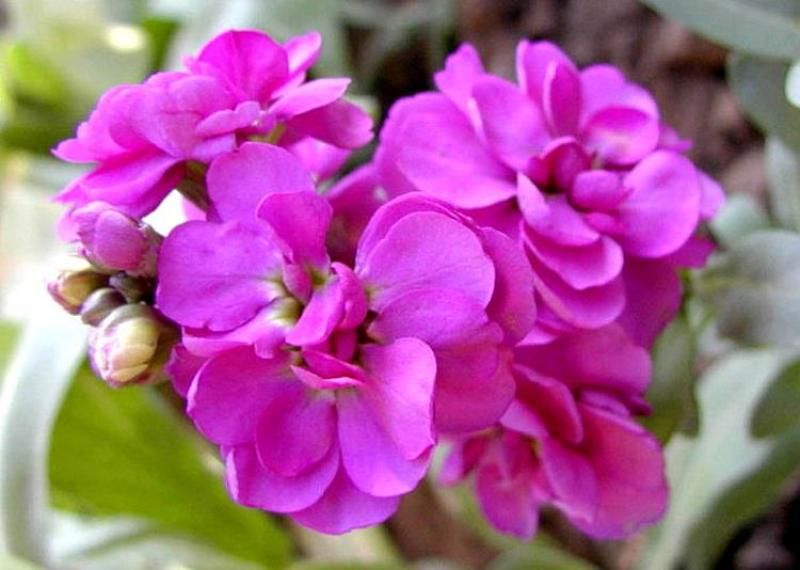 紫罗兰花种子多年生室内阳台盆栽四季易种花卉春播夏播秋播种