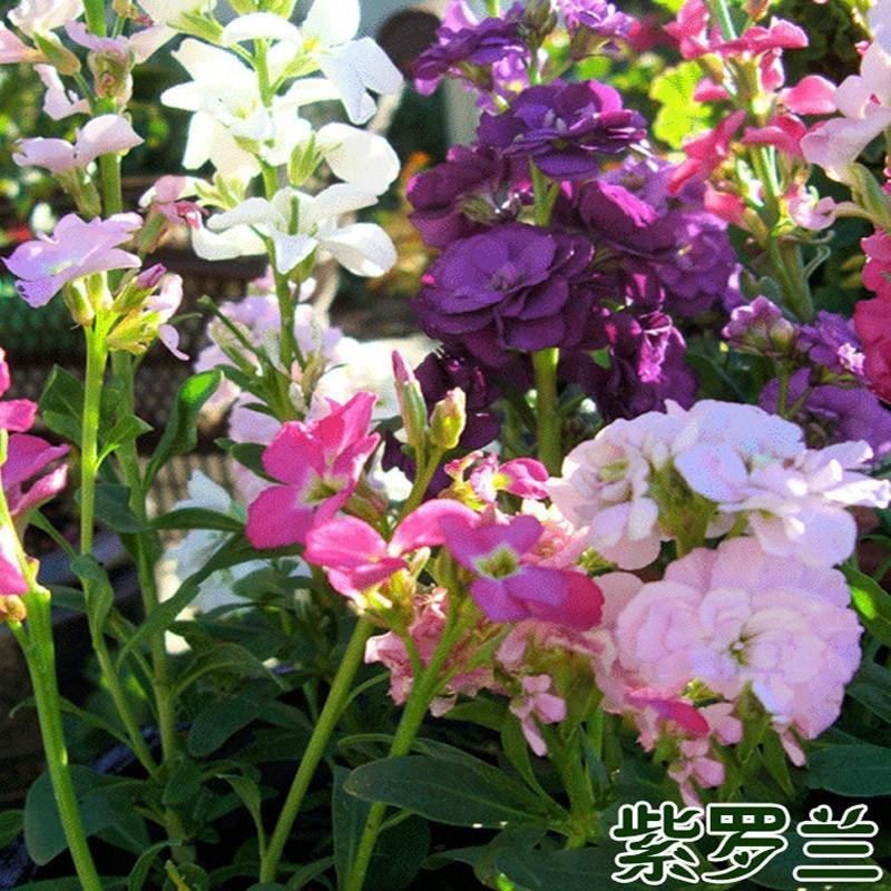紫罗兰花种子多年生室内阳台盆栽四季易种花卉春播夏播秋播种