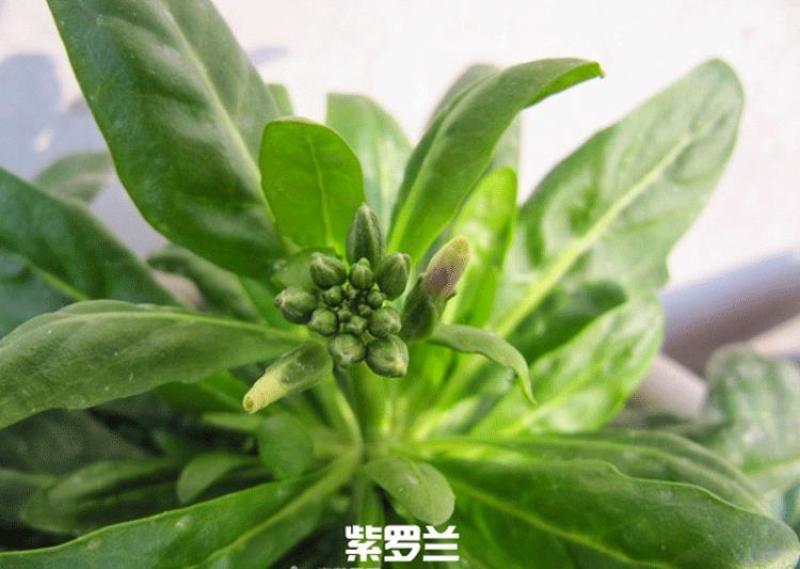 紫罗兰花种子多年生室内阳台盆栽四季易种花卉春播夏播秋播种
