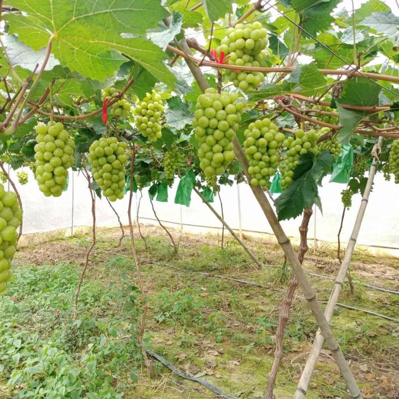 阳光玫瑰种植基地