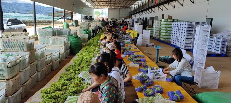 阳光玫瑰种植基地