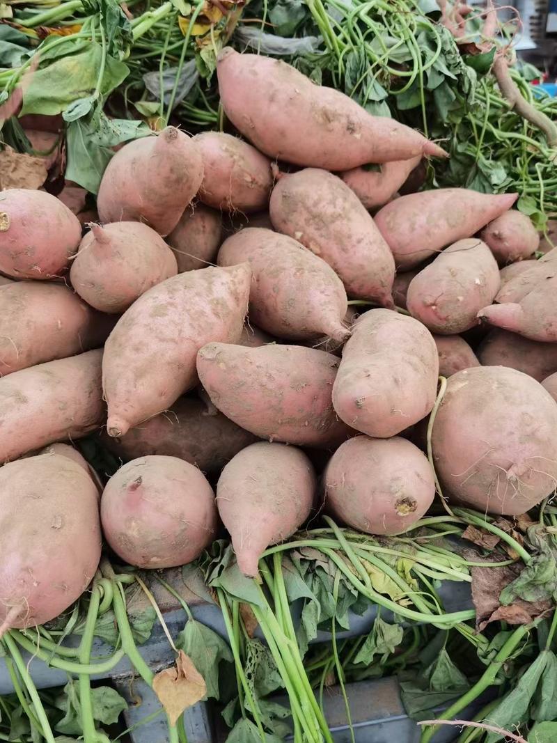 精品]龙九西瓜红红薯大量供应，现挖现发，全国发货一手货源
