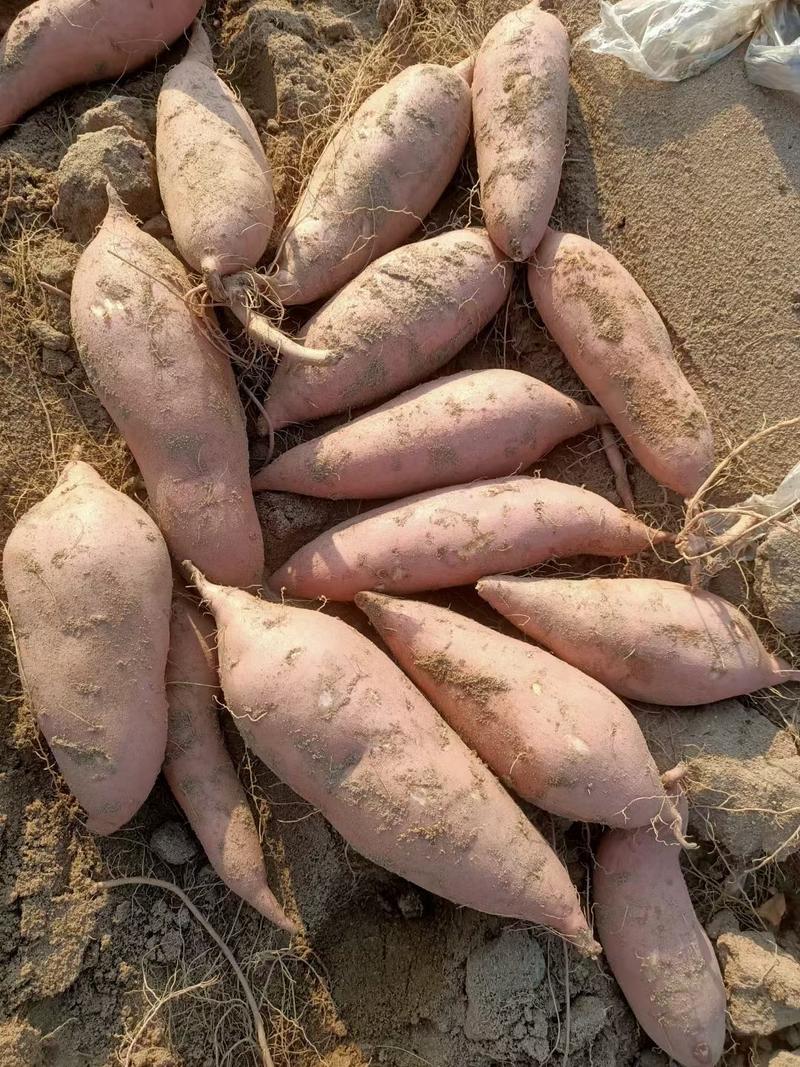 精品]龙九西瓜红红薯大量供应，现挖现发，全国发货一手货源