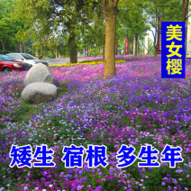 美女樱种子进口五色梅种子水晶系列好养易播四季种植多年生花
