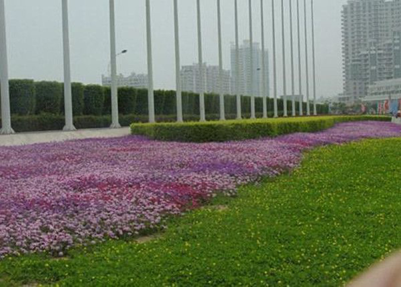 美女樱种子进口五色梅种子水晶系列好养易播四季种植多年生花