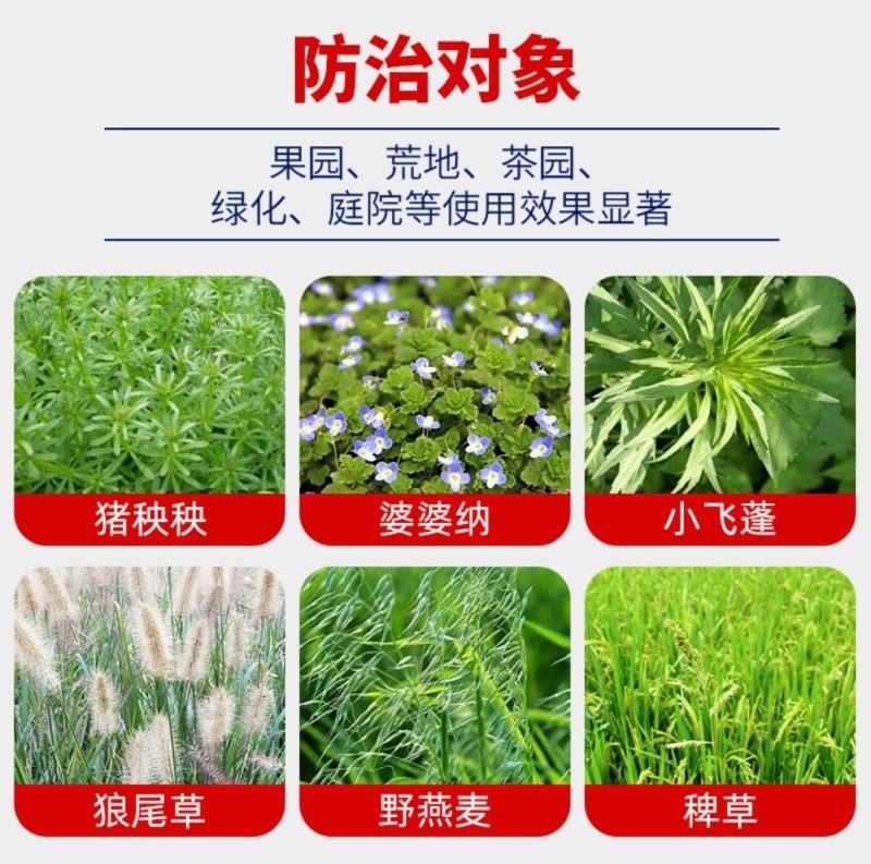 欢刀乙羧草铵膦果园除草不伤根灭荒除草