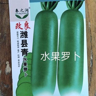 改良潍县青水果萝卜种子绿皮绿肉宜生食生长快抗病性强