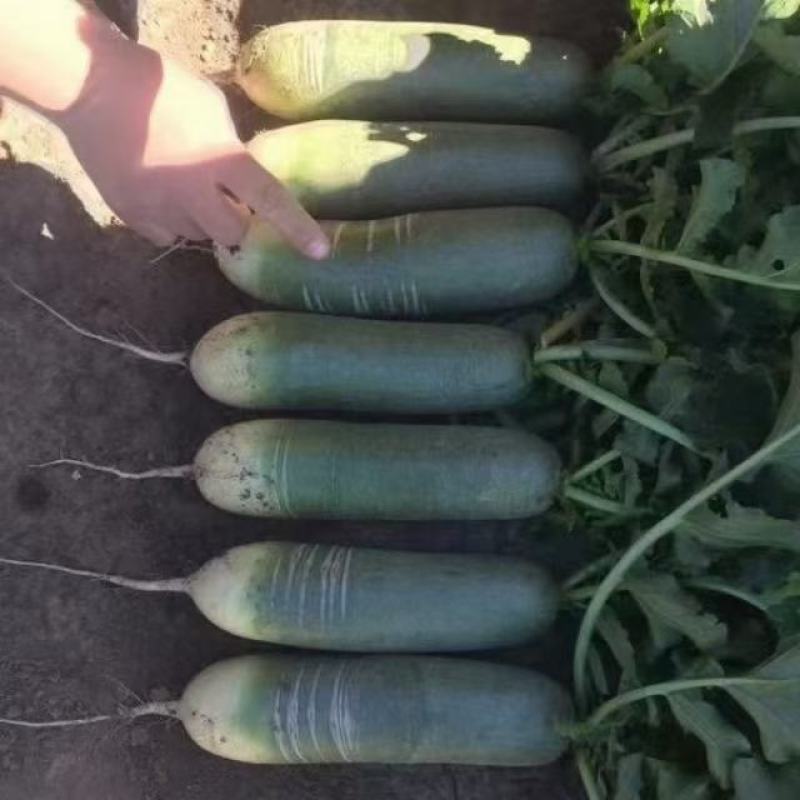 改良潍县青水果萝卜种子绿皮绿肉宜生食生长快抗病性强
