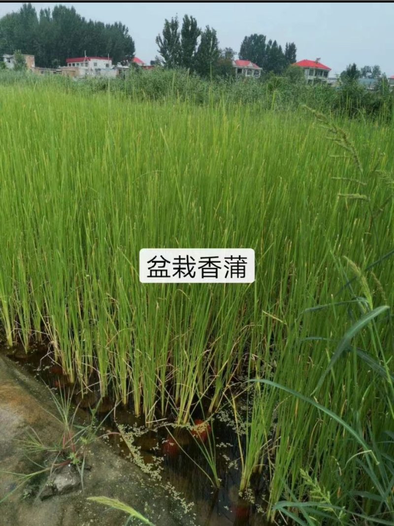 香蒲，水生植物，香蒲苗，货量充足，保质保量，欢迎选购