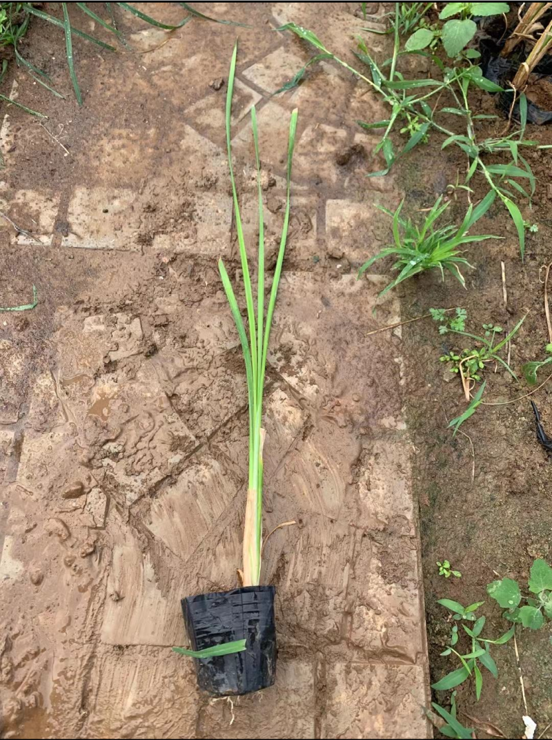 香蒲，水生植物，香蒲苗，货量充足，保质保量，欢迎选购