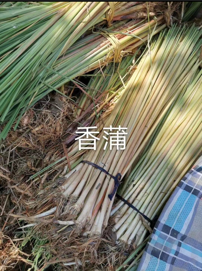 香蒲，水生植物，香蒲苗，货量充足，保质保量，欢迎选购