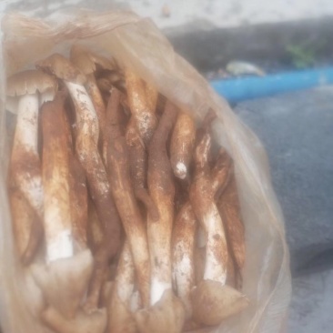 野生鸡纵