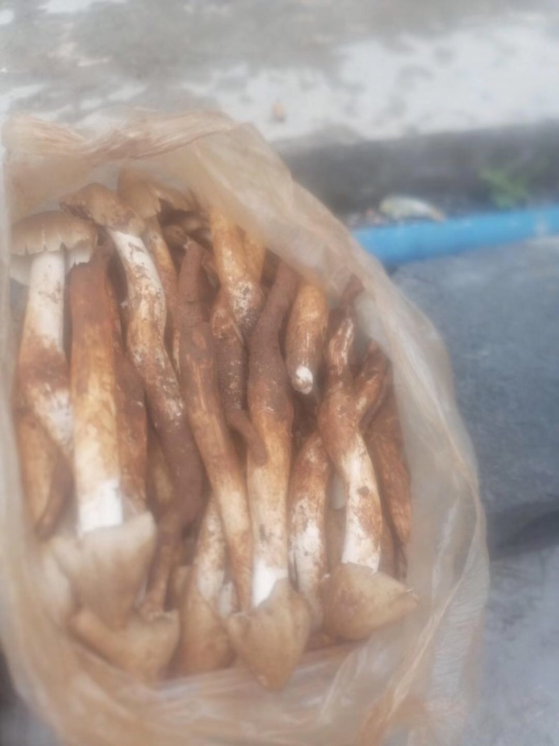 野生鸡纵