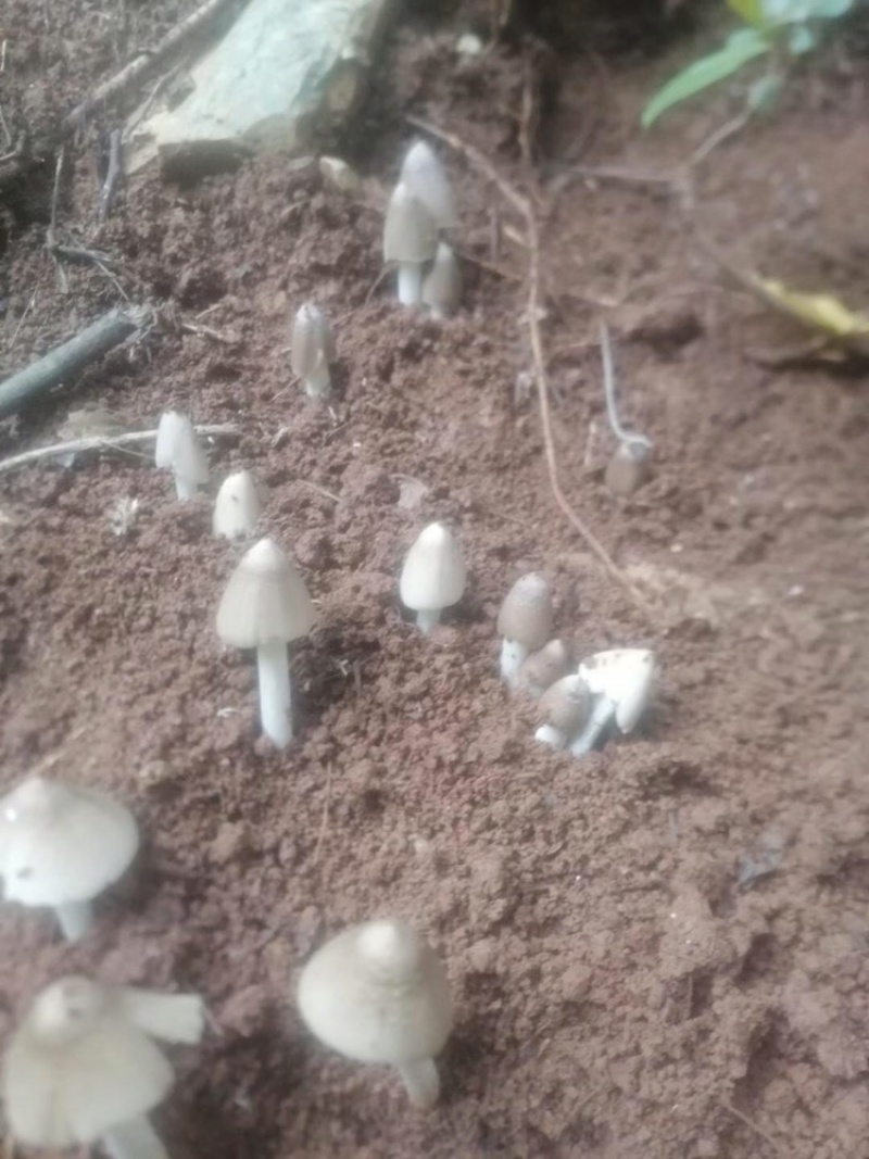 野生鸡纵