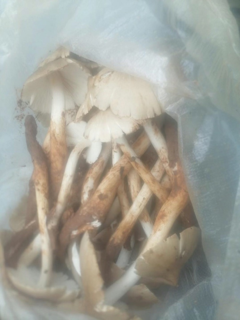野生鸡纵