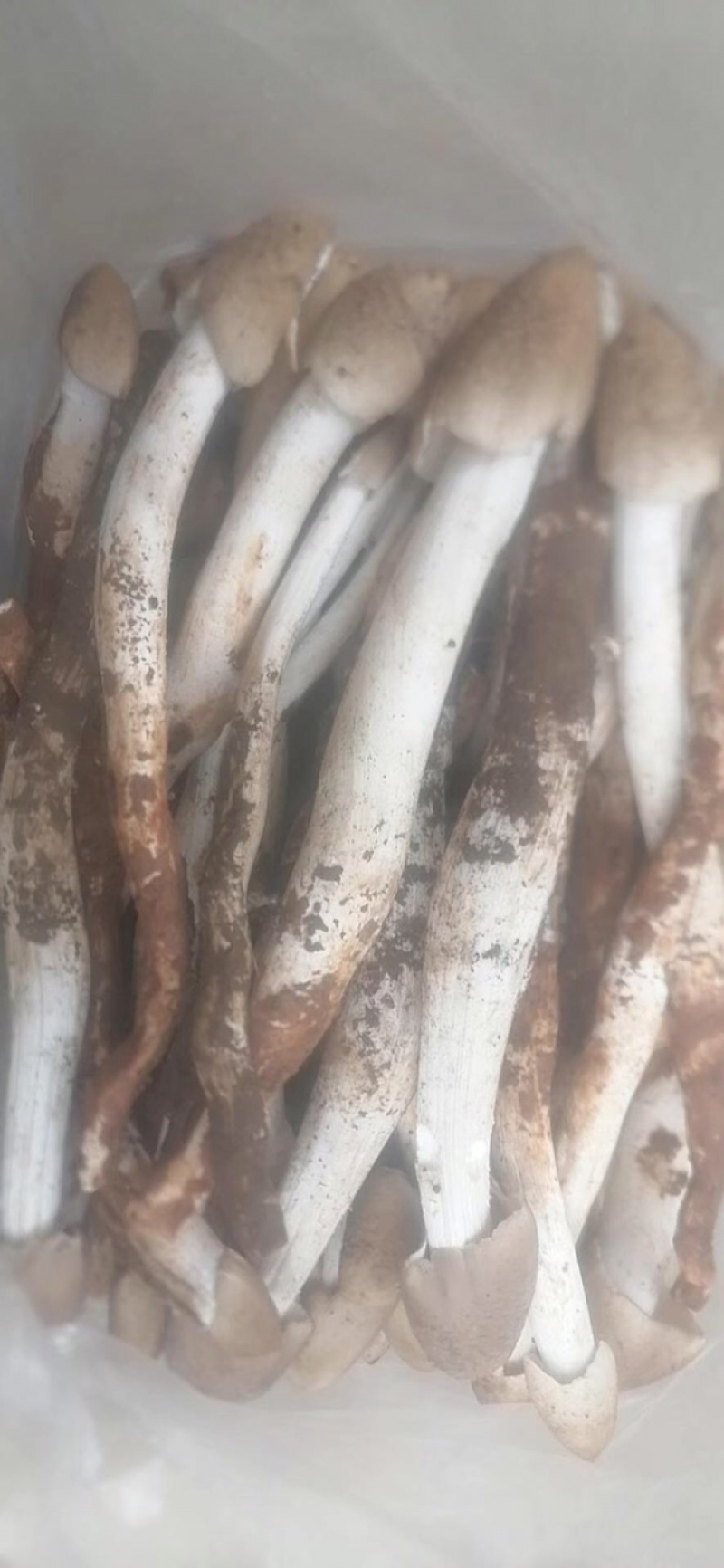 野生鸡纵
