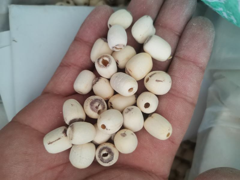 白莲子新货，抽芯率达到95%，诚信为本，质量保证。