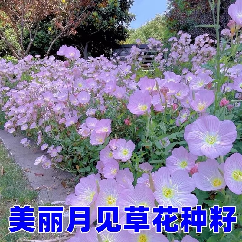 美丽月见草花种子多年生耐寒花种籽子四季种开花不断阳台盆栽