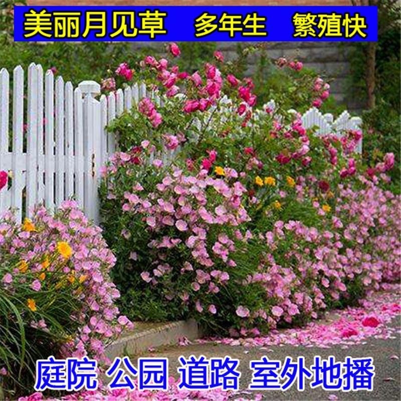 美丽月见草花种子多年生耐寒花种籽子四季种开花不断阳台盆栽