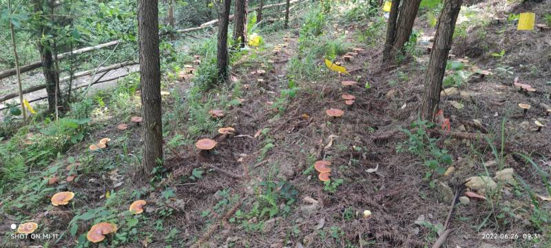 红林芝（高山林下仿野生）