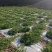 甘肃靖远硒砂瓜，大量现货，需要的老板联系