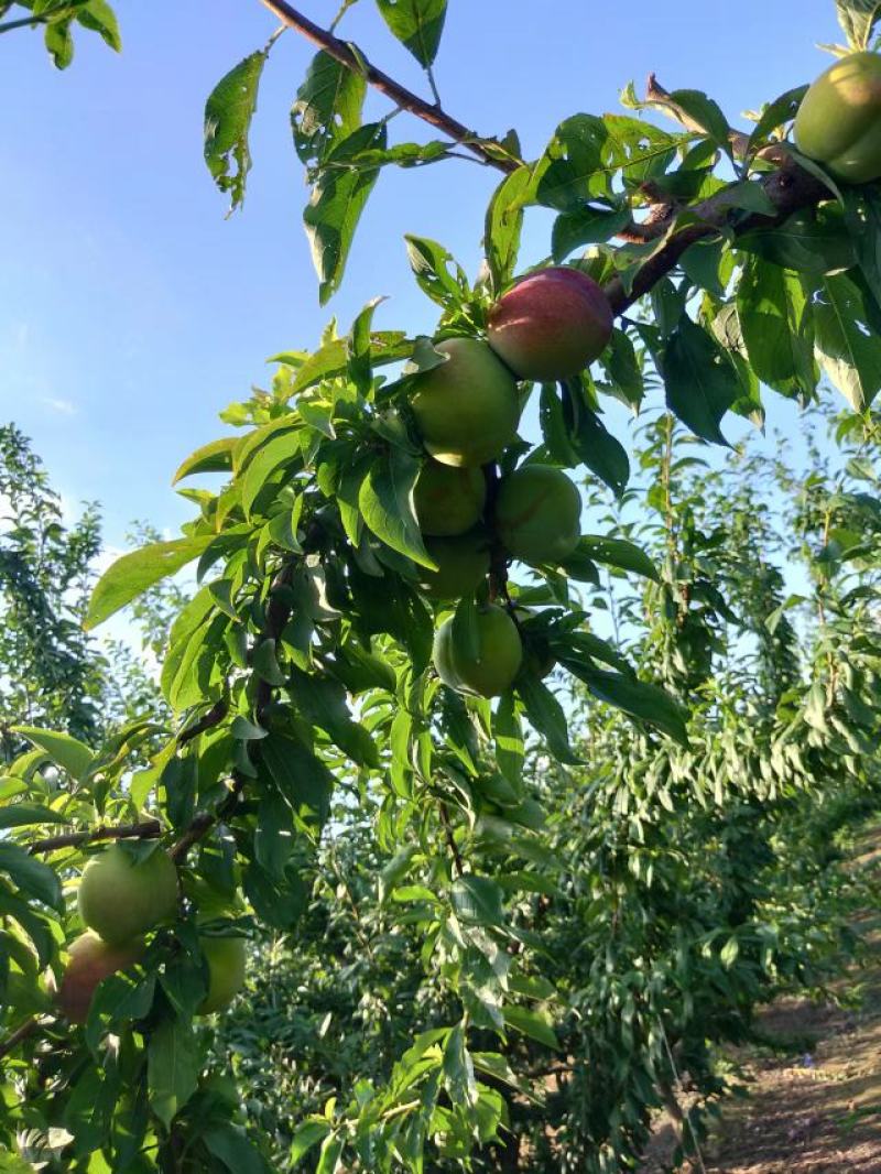 精品推荐大红袍李子大量供应产地一手货源保障质量