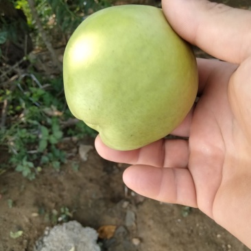 六月酥梨，脆甜多汁，万亩果园直供，量大从优
