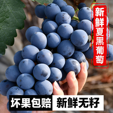 【牛商推荐】新疆精河县夏黑葡萄产地直发葡萄品种多
