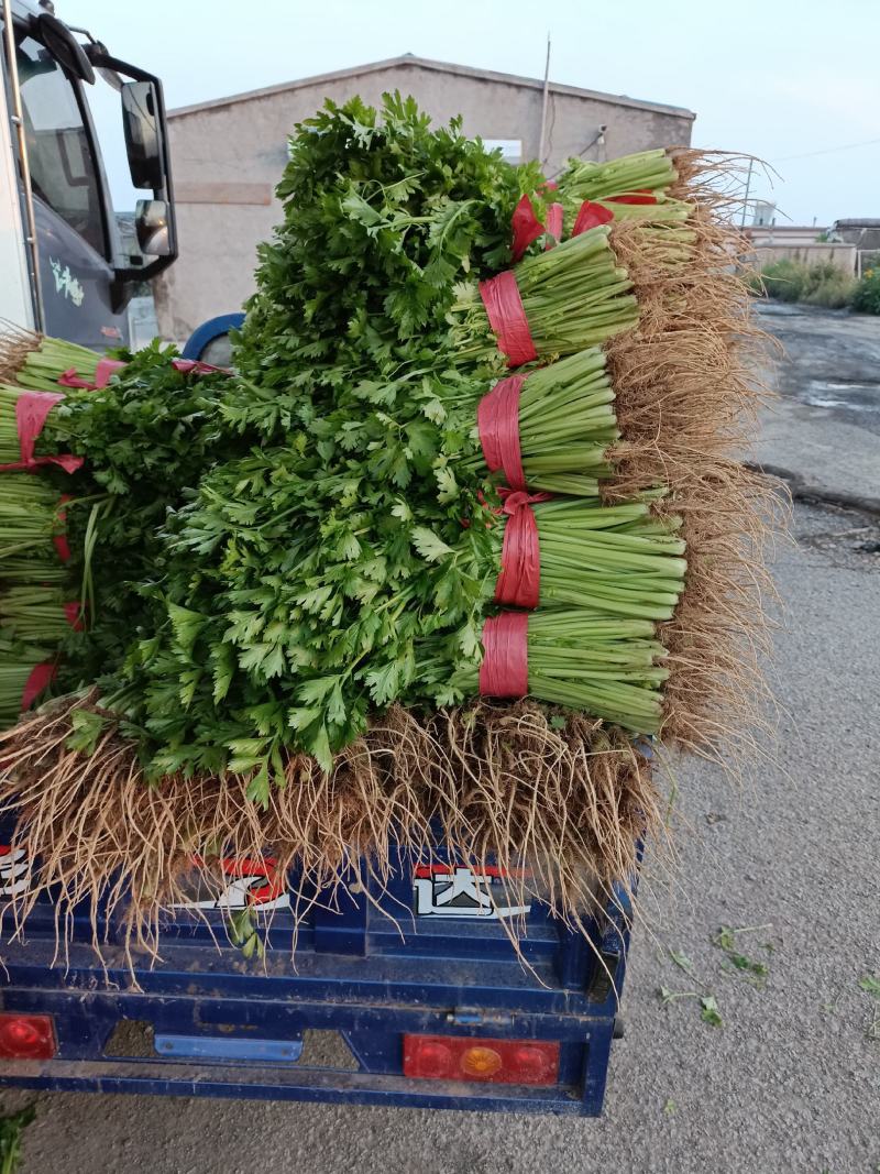 锦州市精品拔根芹菜大量上市有需要的老板可以联系