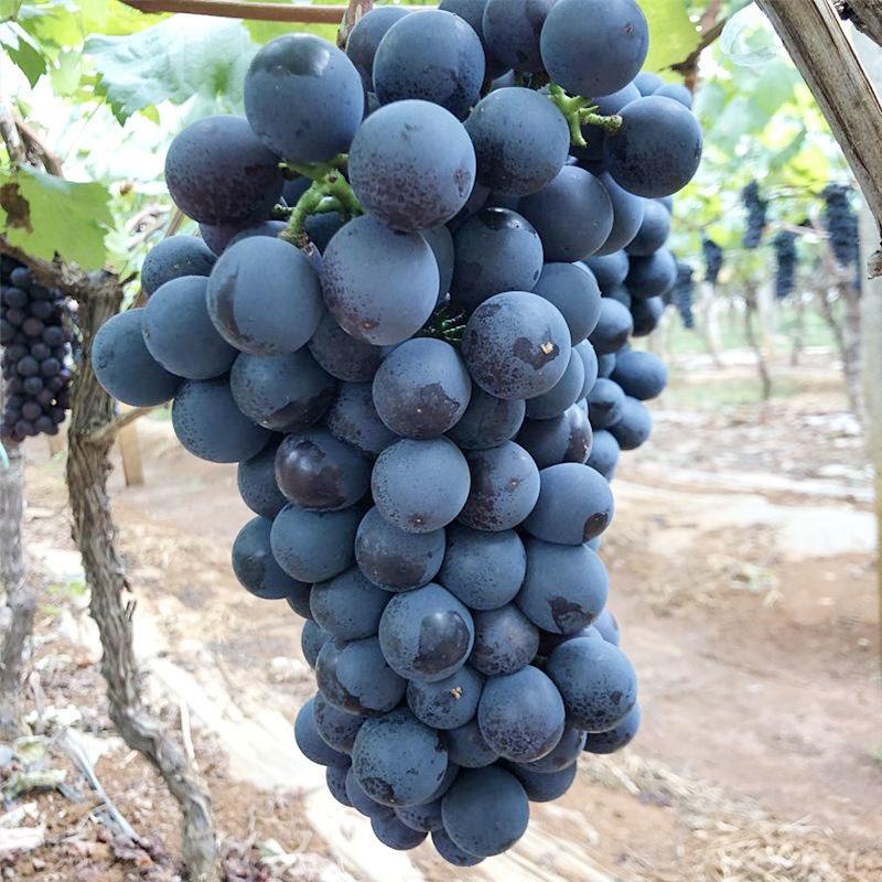 【牛商推荐】新疆精河县夏黑葡萄产地直发葡萄品种多