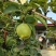 六月酥梨，脆甜多汁，万亩果园直供，量大从优