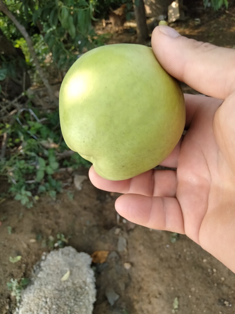 六月酥梨，脆甜多汁，万亩果园直供，量大从优