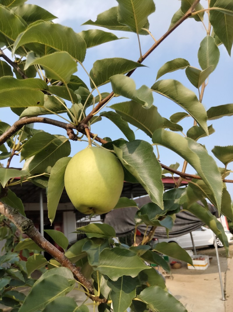 六月酥梨，脆甜多汁，万亩果园直供，量大从优