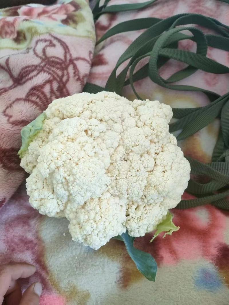 松花，甘肃定西货，实力代办，欢迎各位老板至电