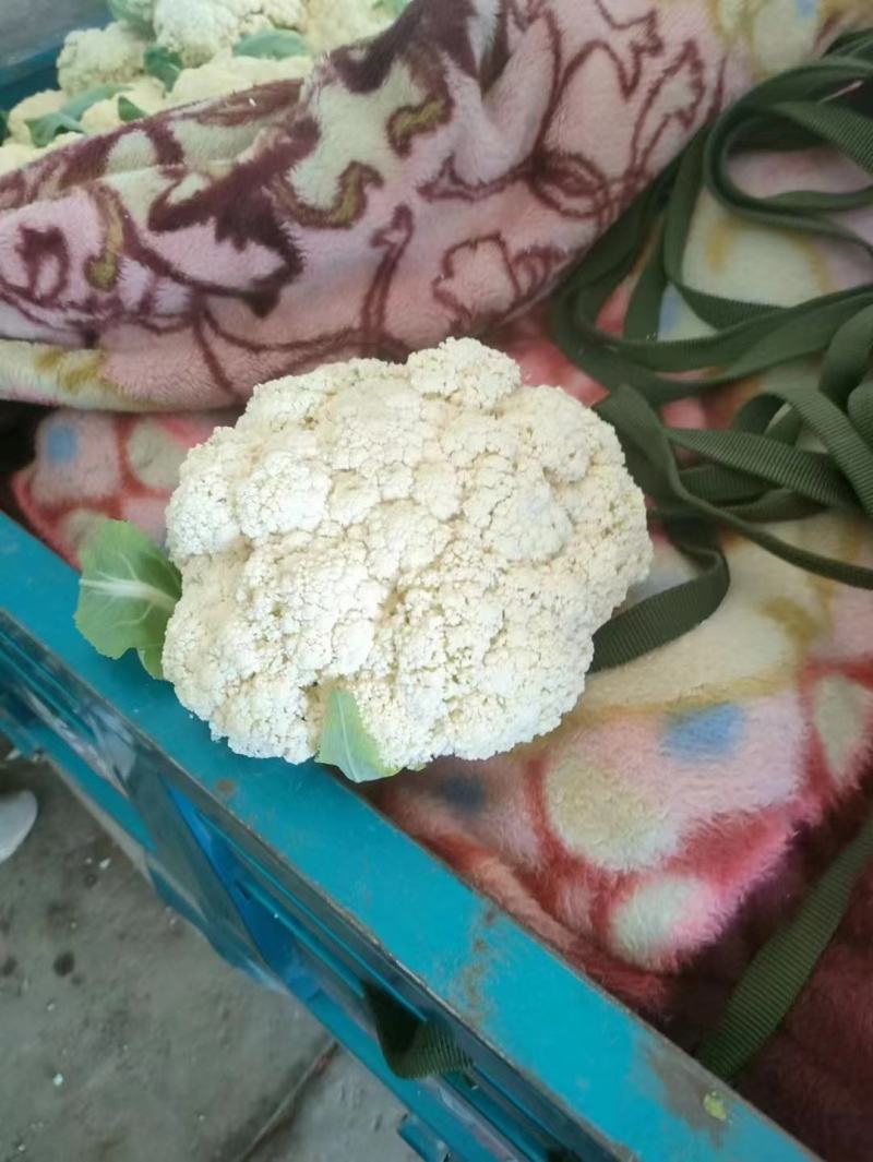 松花，甘肃定西货，实力代办，欢迎各位老板至电