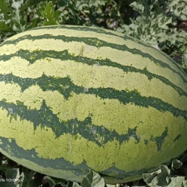 头茬金花