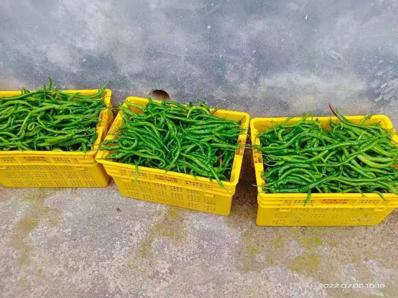 鲜辣椒
