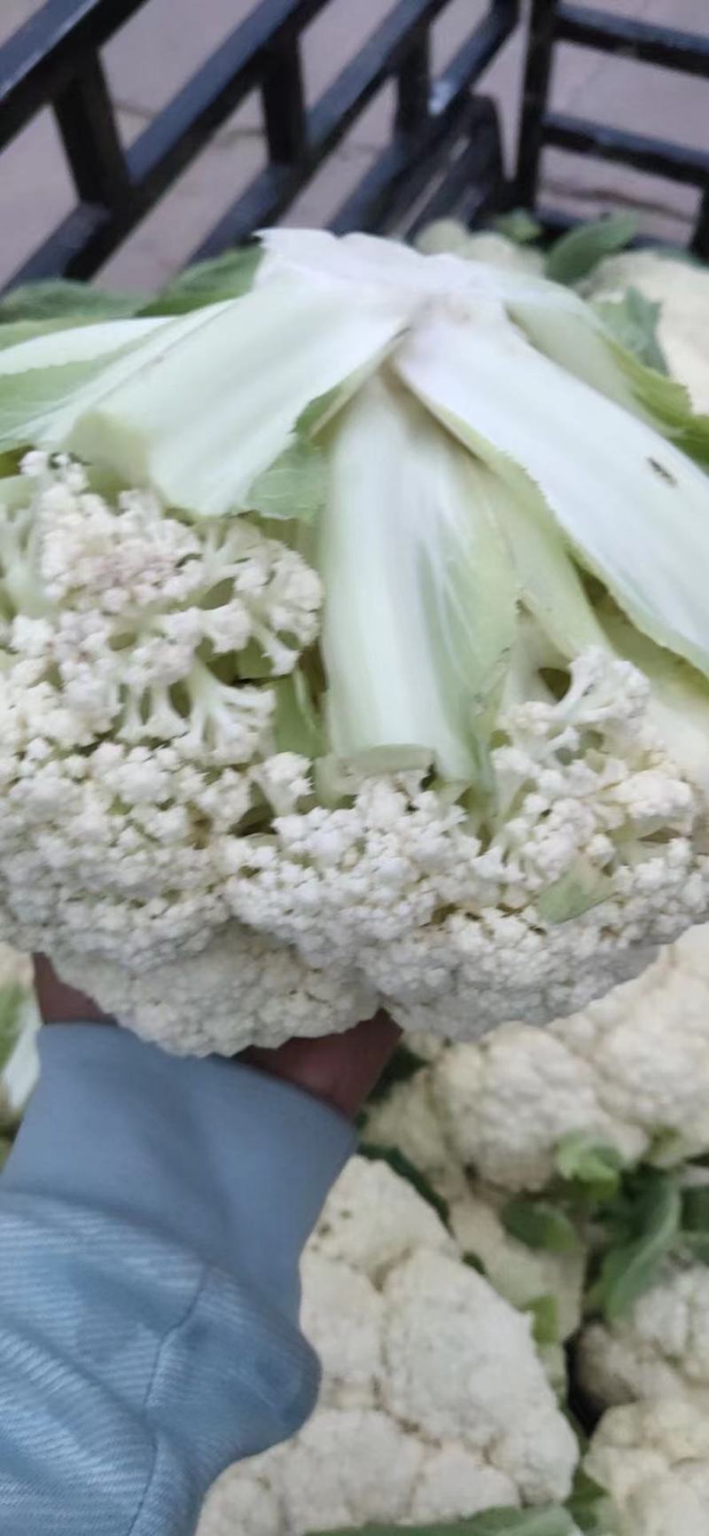松花，甘肃定西货，实力代办，欢迎各位老板至电