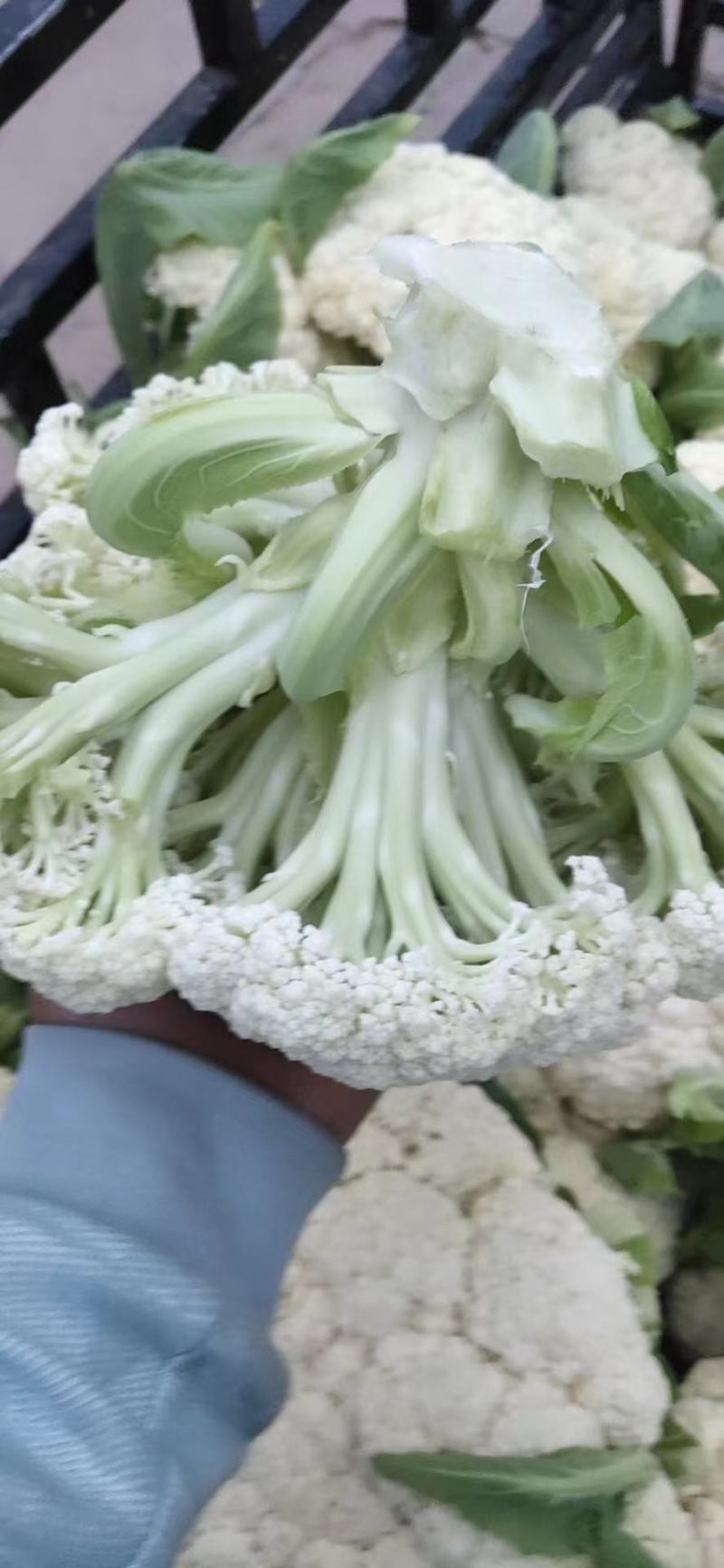 松花，甘肃定西货，实力代办，欢迎各位老板至电