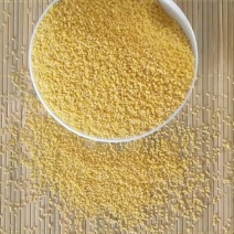 赤峰大金苗小米