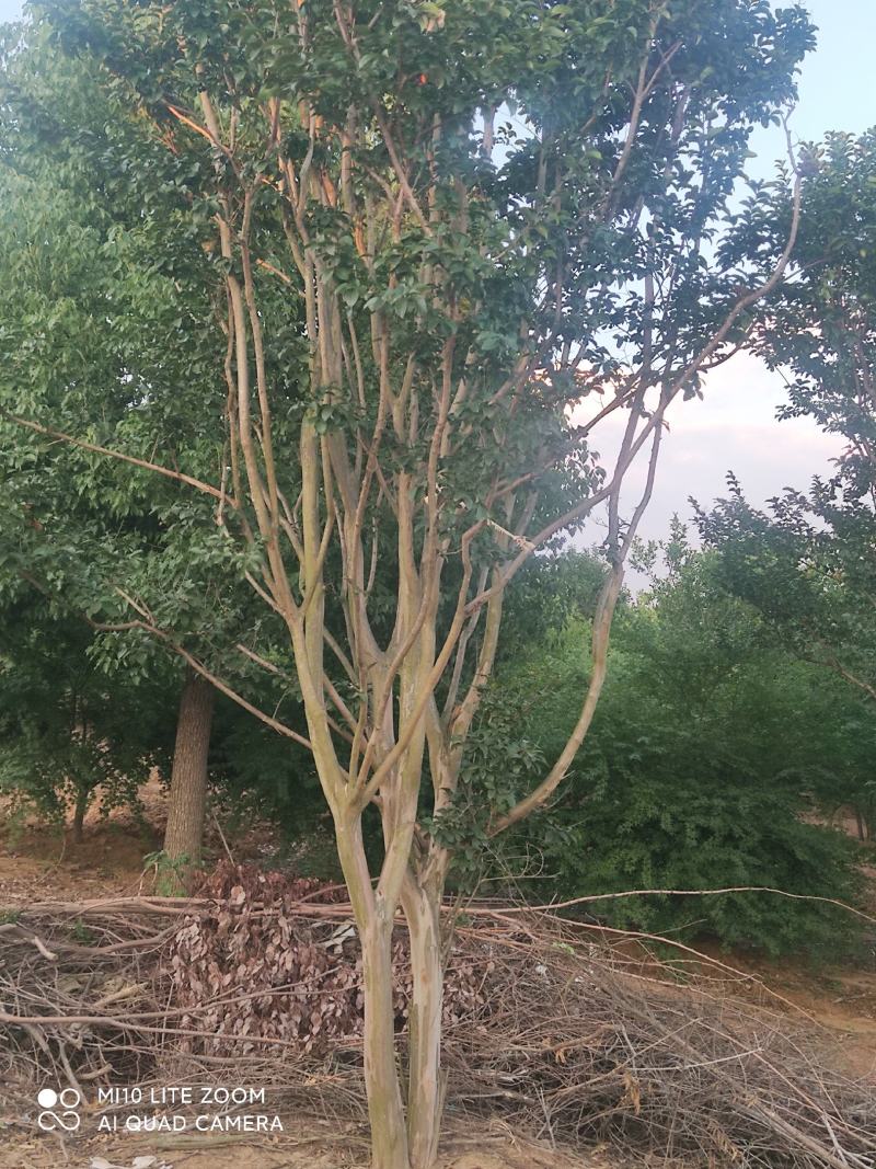 大树红花紫薇，7一9月开花，庭园，门口，树池可用，藏苗