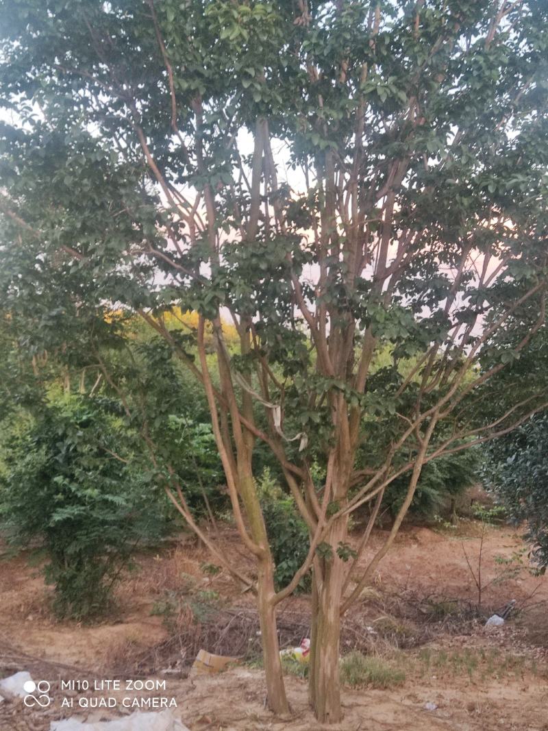 大树红花紫薇，7一9月开花，庭园，门口，树池可用，藏苗