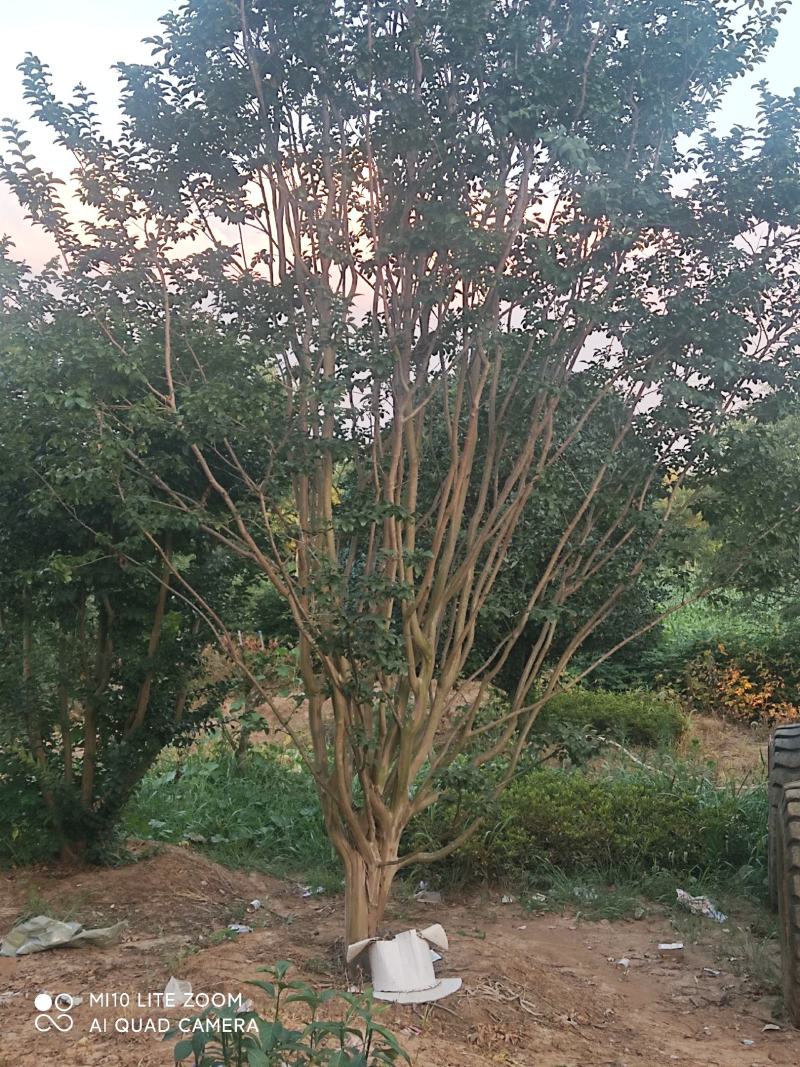大树红花紫薇，7一9月开花，庭园，门口，树池可用，藏苗