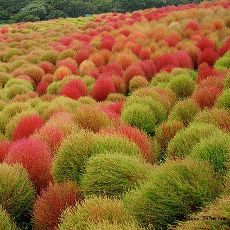 红绿叶地肤草种子花海花坛花镜户外庭院盆栽绿植草坪花草籽