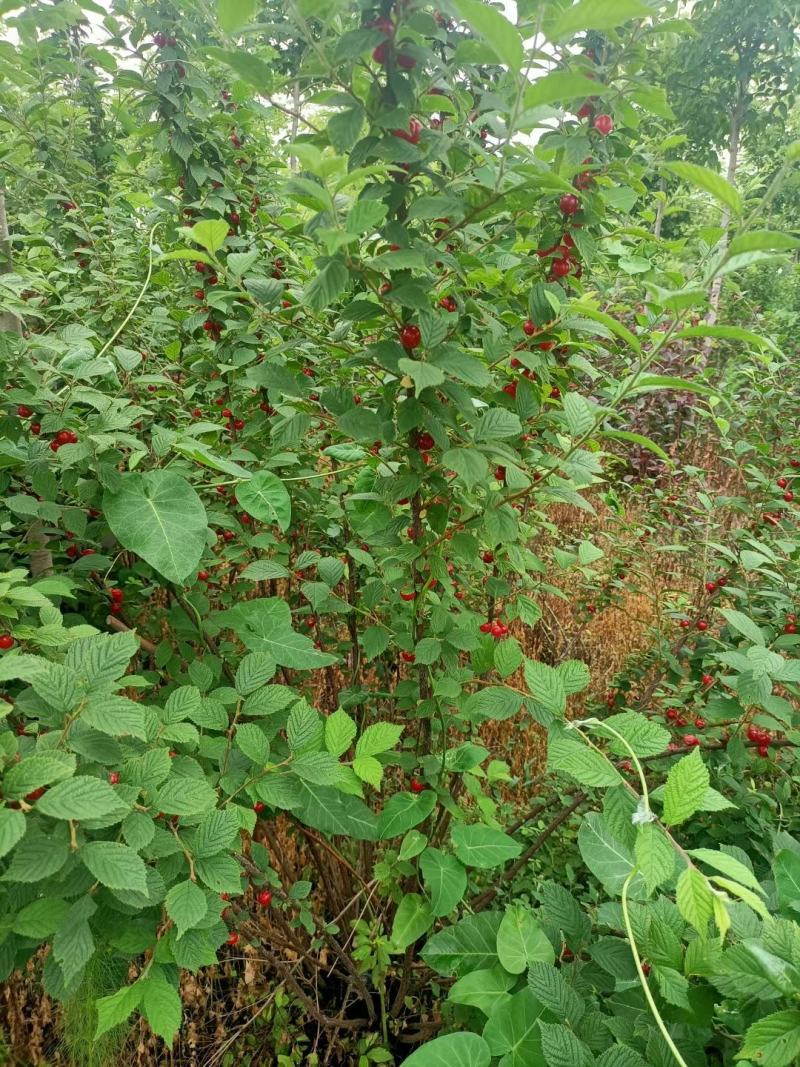批发山樱桃种子毛樱桃籽野樱桃树种耐寒樱桃量大从优