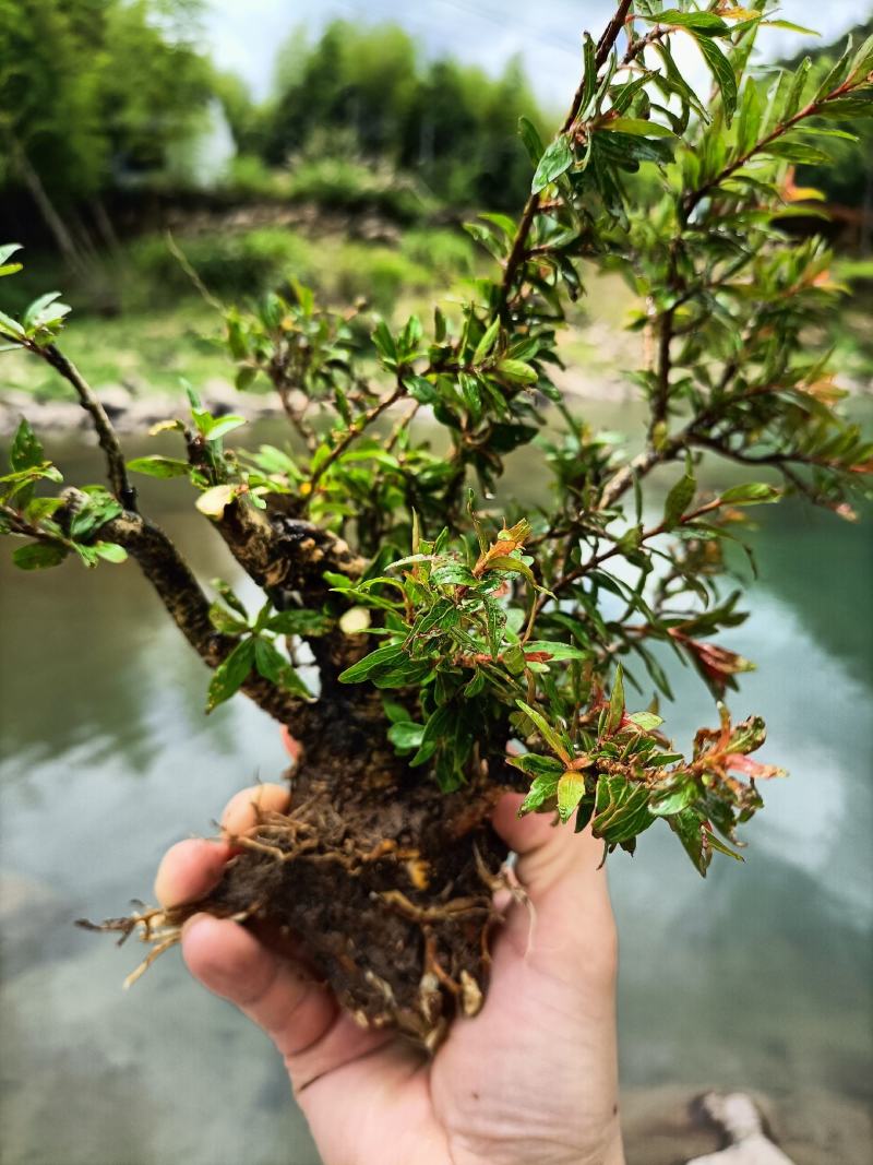 水杨梅各类大小下山桩，又名细叶水团花！有水有土就可以养活