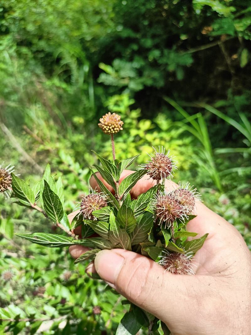 水杨梅各类大小下山桩，又名细叶水团花！有水有土就可以养活