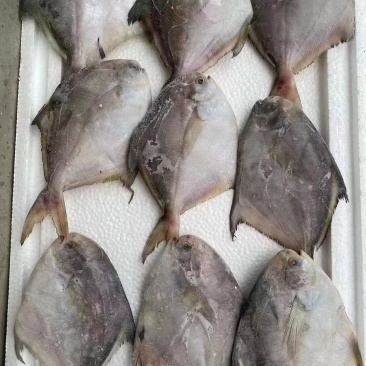 鲳鱼