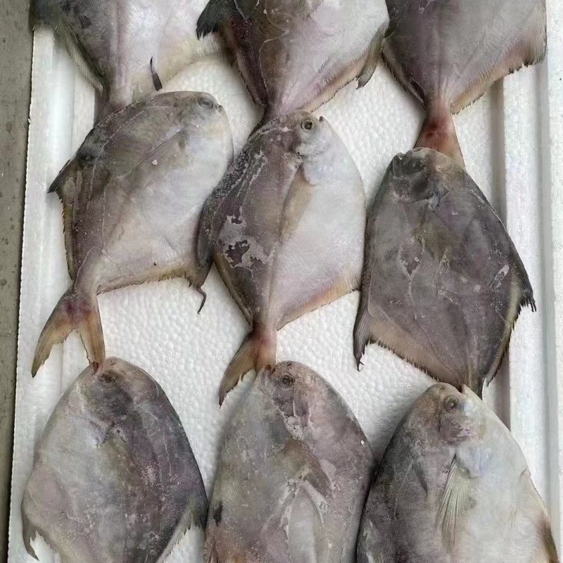 鲳鱼