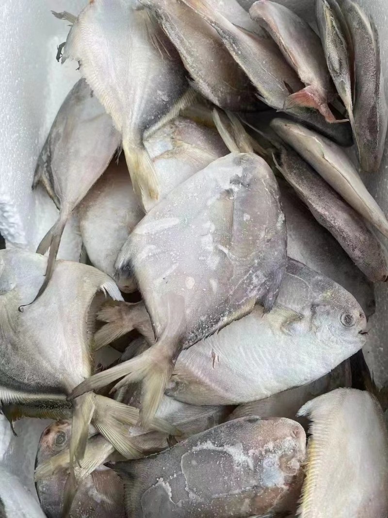 鲳鱼
